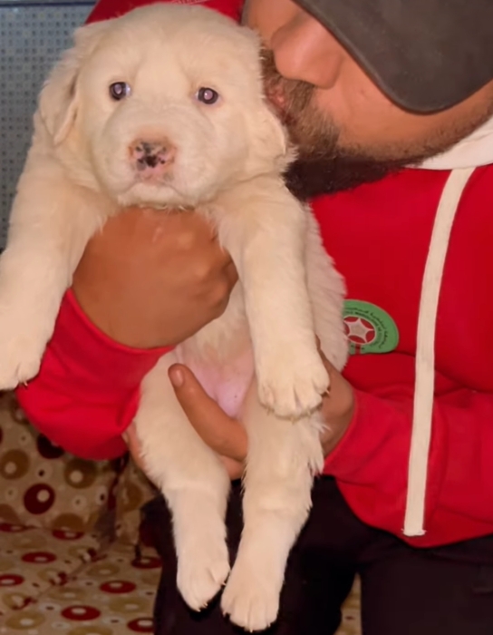 Chien de montagne de l’atlas