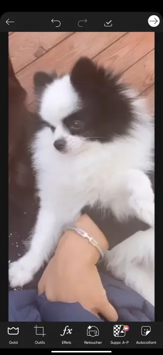 Chiots Spitz Pomeranian