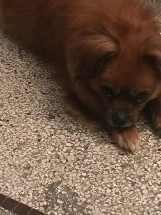 Chien pékinois marron