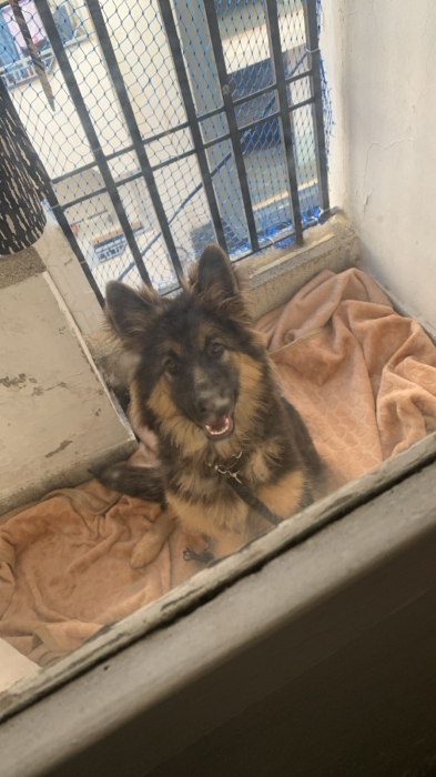 Chiot berger allemand