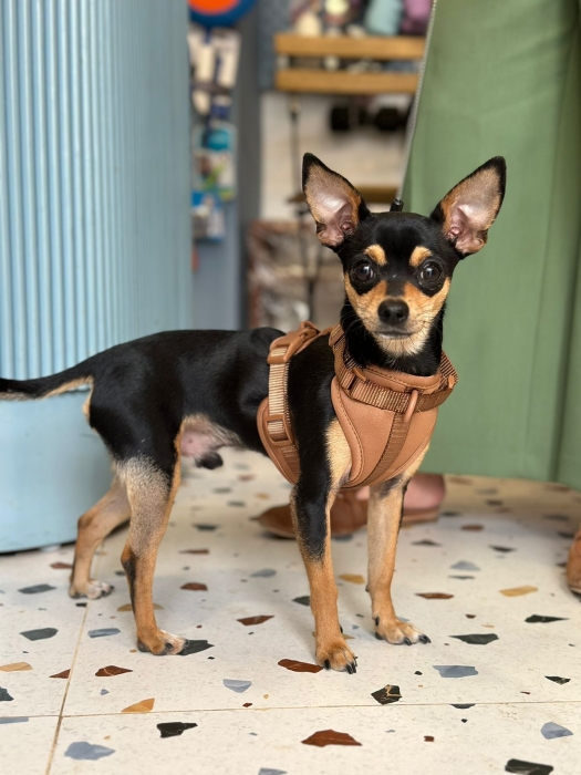 Femelle pour accouplement