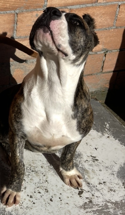 American Staffordshire Terrie