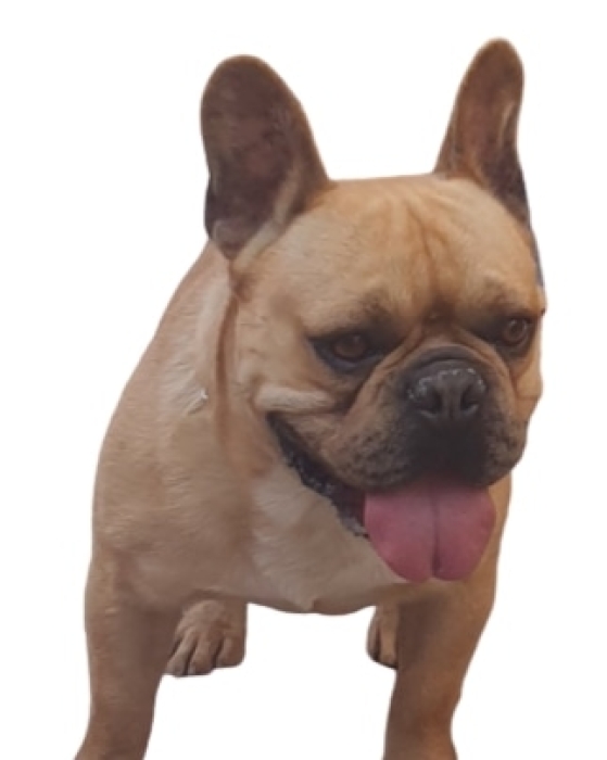 Disponibile mal bulldog francais portur exotic