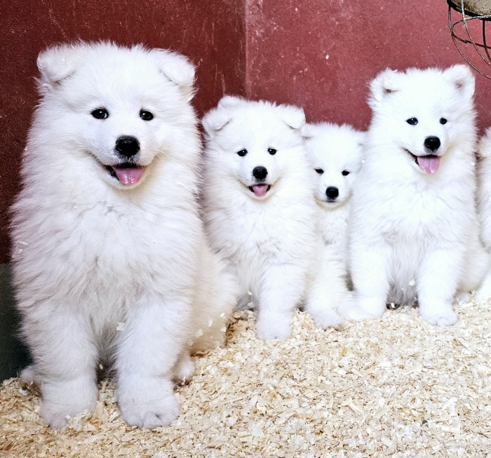 SAMOYEDE