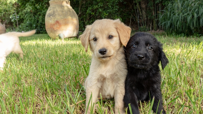Magnifiques chiots Golden Retrievers 🐾