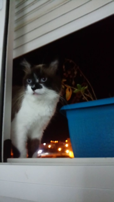 Chat mâle à adopter