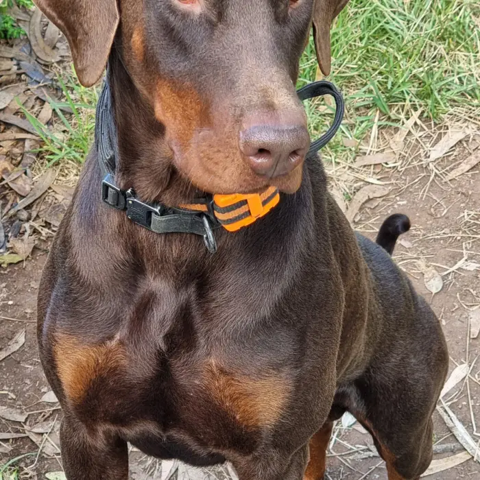 Doberman male