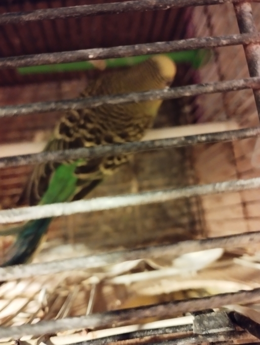 Oiseau couple perruche avec son petit perruche