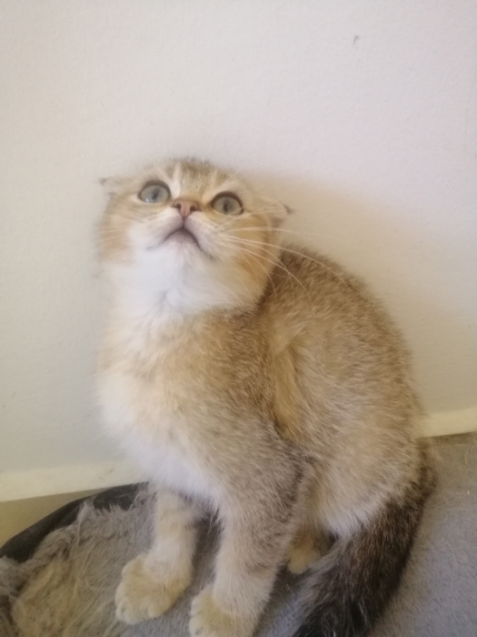 Scottish fold femelle