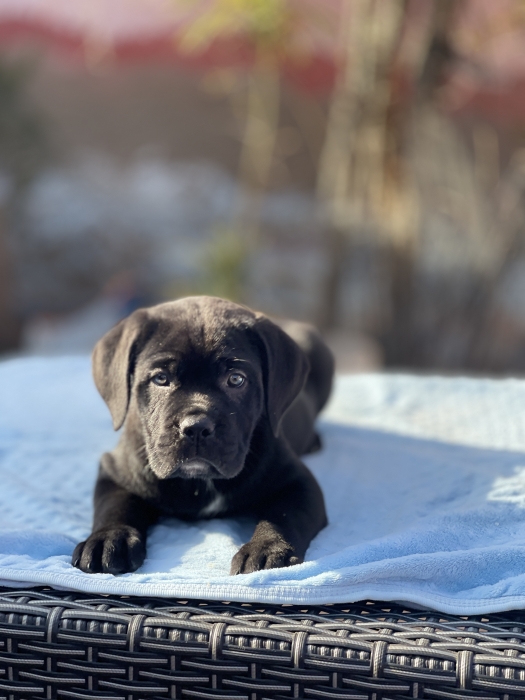 Cane corso