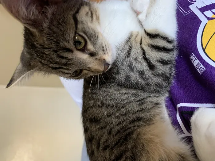 Chatte à adopter gratuitement