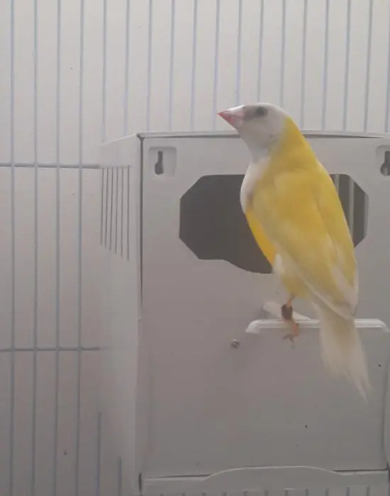 Couple diamant de gould