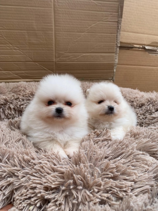 Spitz Pomeranien 🔥