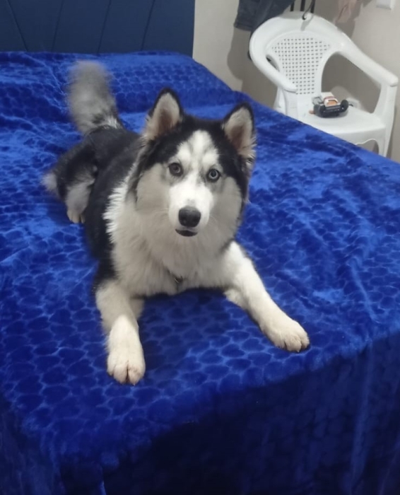 HUSKY SIBERIEN FEMELLE