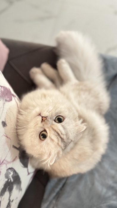 Scottish fold silver