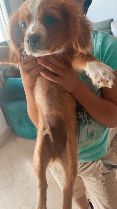 Cavalier King Charles