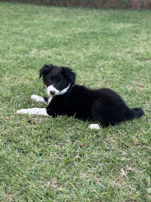 Border Collie Femelle de 3 Mois