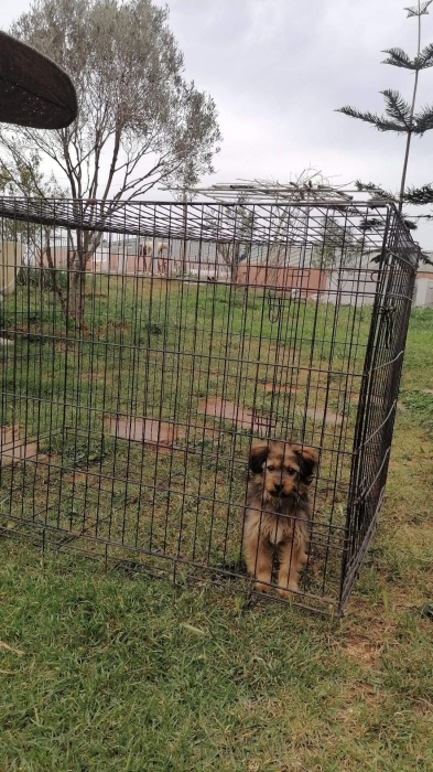 Bichon Havanais 🎊