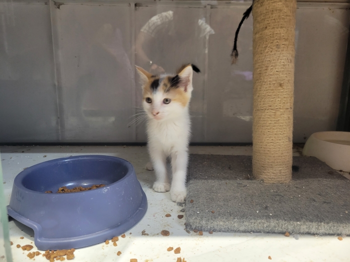 Chat sibérien en adoption gratuite