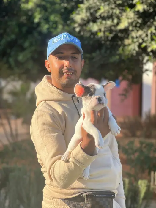 Femel bulldog exotic