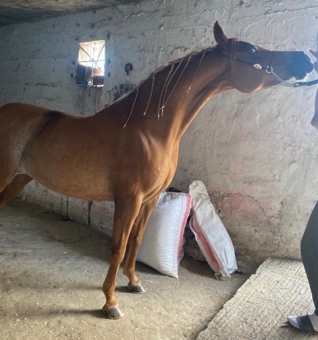 Jument pur sang arabe