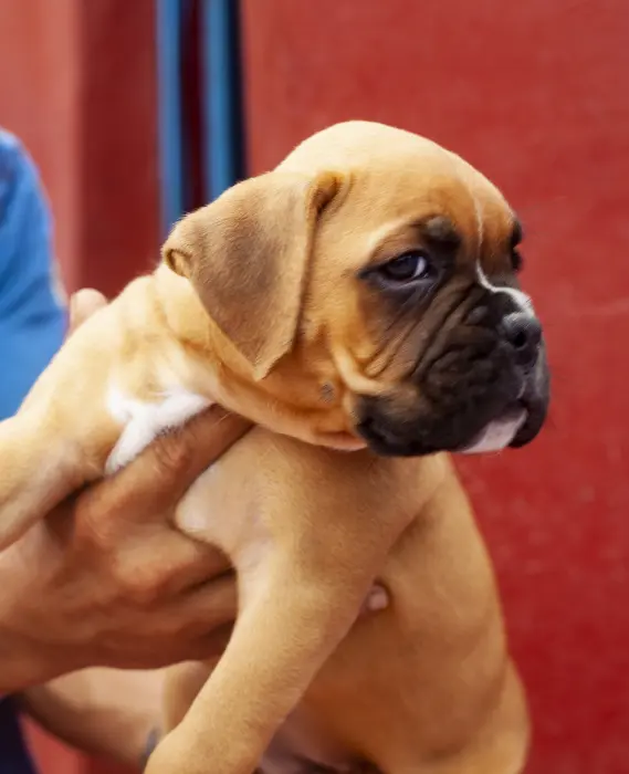 Manifique chiot male boxer