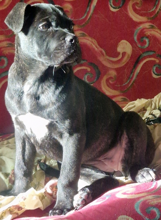 Female Cane corso