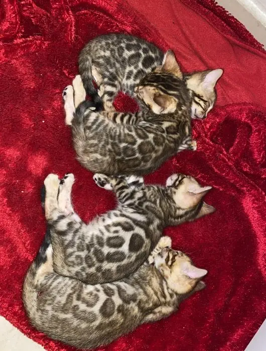 Chatons Bengal avec pedigree