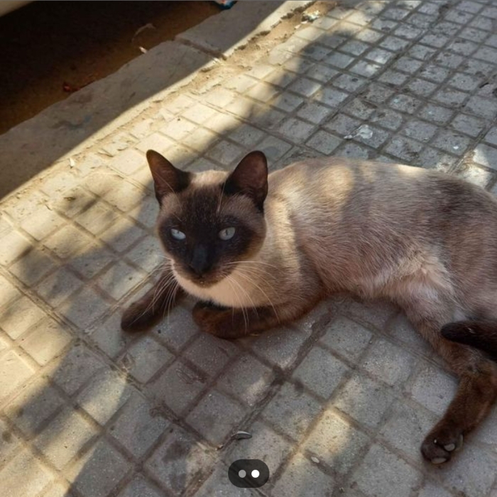 Siamois female pure race