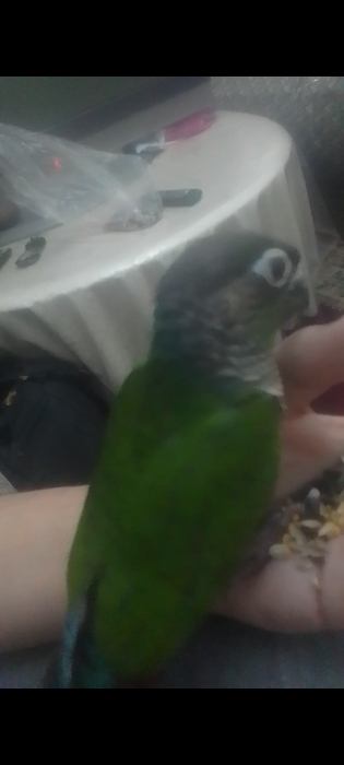 molina green check dressi