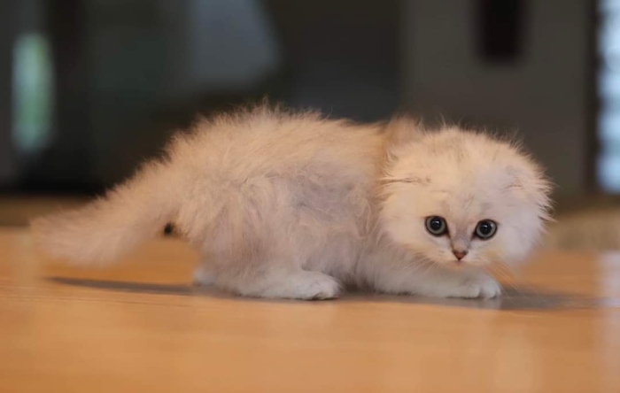 Male highland silver shell