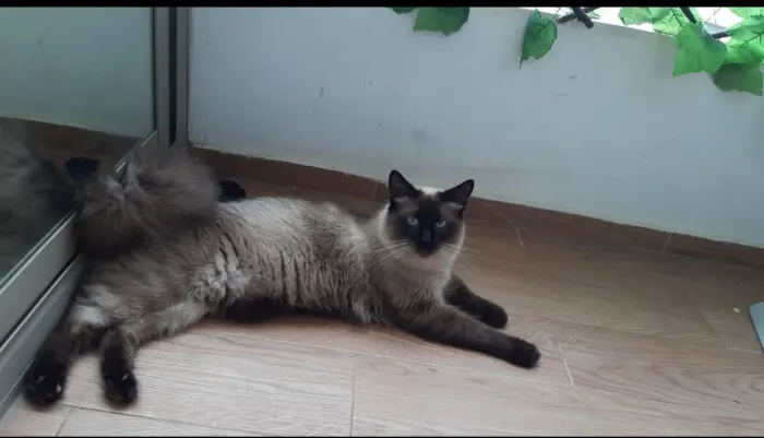 chats siamois himalaya