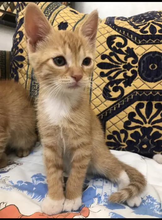 chatonne pour adoption