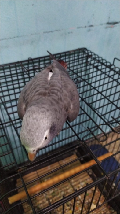 grey parrot timneh (gabon subspecie) with cage