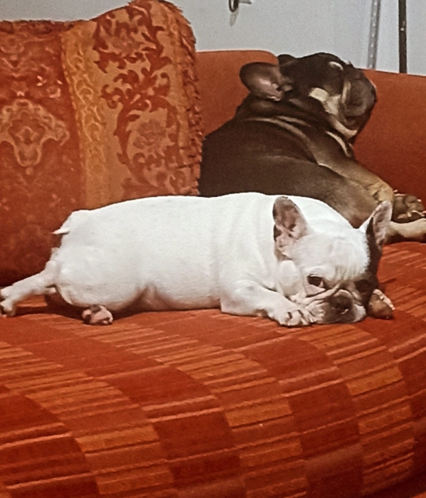 Bulldog français Black Tan