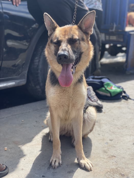 Berger allemand demi cassé