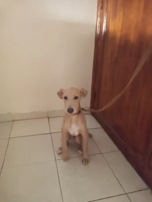 Labrador  croisé avec chien de chasse a vendre