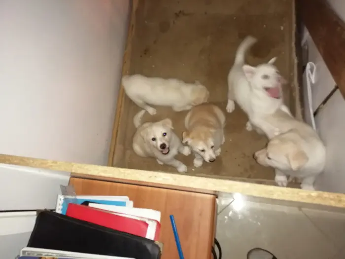 5 CHIOTS race chien loup X Huskey blanc