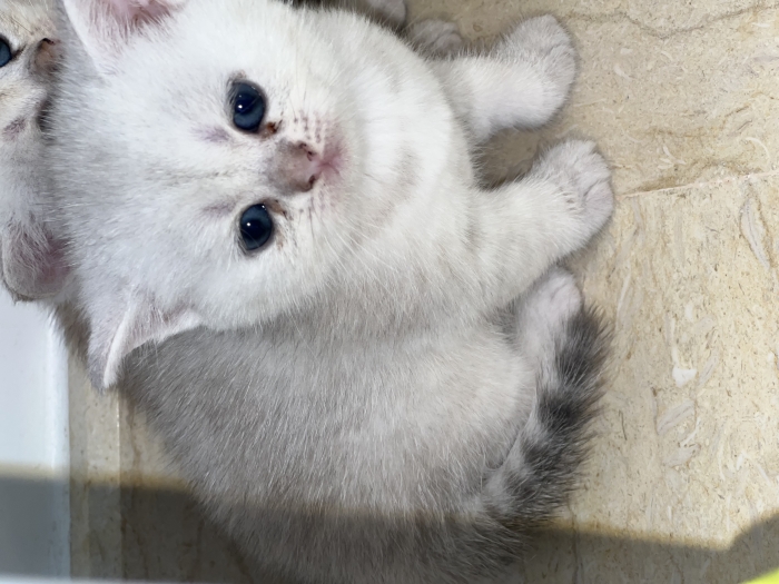 british shorthair et scottish fold
