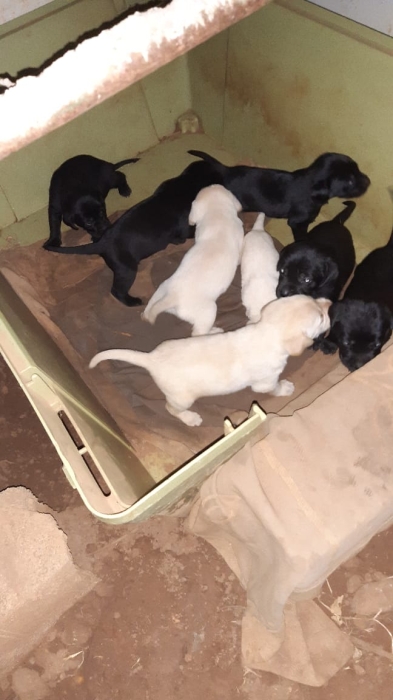 Vente de chiots labrador pure race