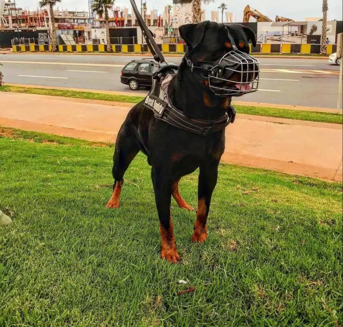 Rotweiller