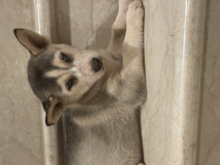 Chiots husky