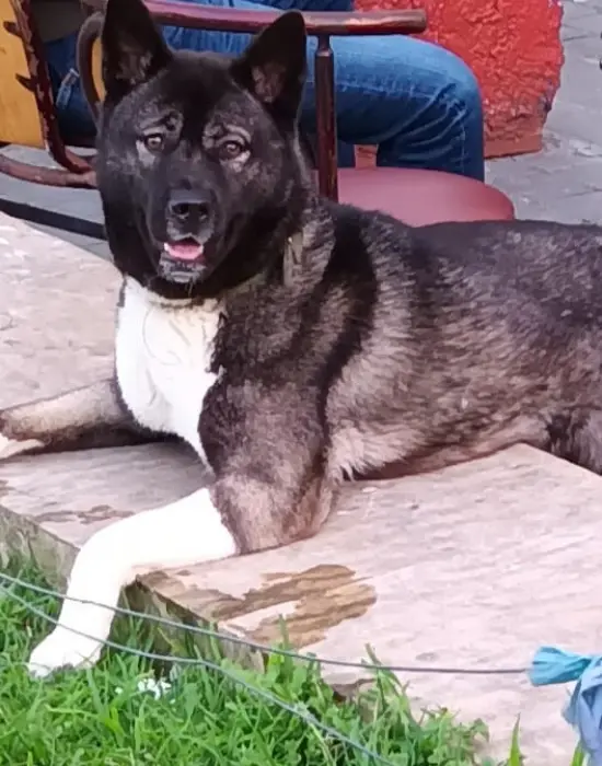 akita japonais et american pedigrée