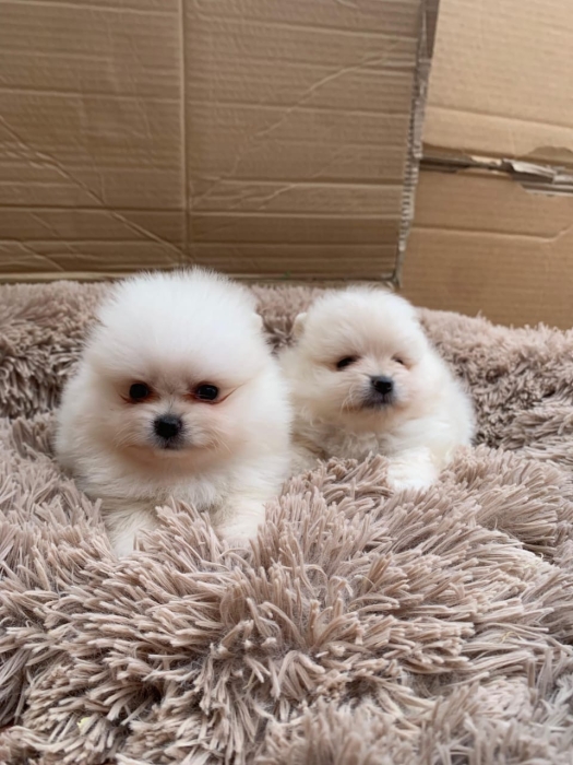 Spitz Poméranien 🔥