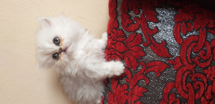 persan chinchilla