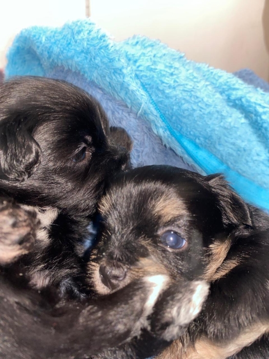 Caniche Bichon Maltais