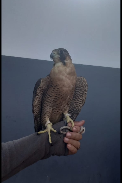 Faucons de Race Pure – Exceptionnels et Bien Dressés