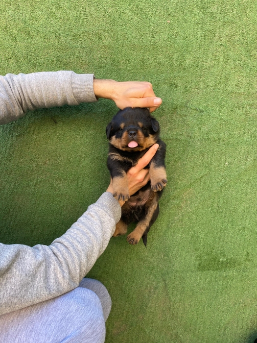 Rottweiller pur race