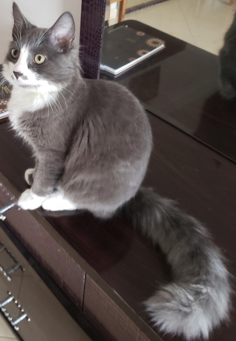 Chat Mal Snowshow 5 Mois