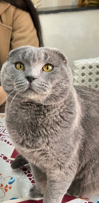 Scottish fold